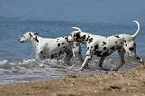 DALMATIEN 197